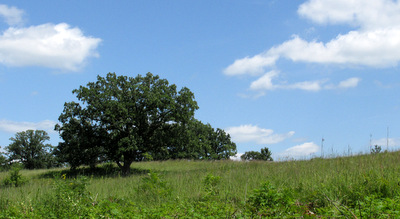 Bur Oak (Quercus macrocarpa) Savannah and tallgrass prairie at the Carleton Arboretum.