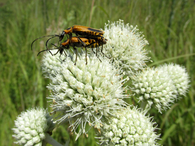 Goldenrod soldier beetles (Chaliognathus pensylvanicus) mating on a rattlesnake master (Eryngium yuccifolium).
