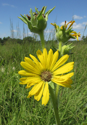 According to Jens Stevens, compass flowers (Silphium laciniatum) align their foliage north-south, minimizing solar radiation in midday.