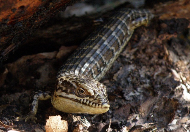 Southern alligator lizard at Pinnacles National Park
