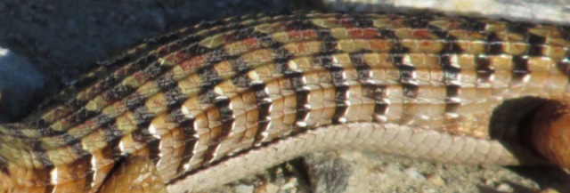 A close-up of the checkered back