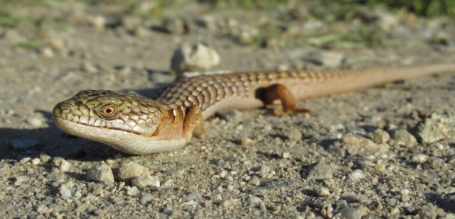 Southern alligator lizard (Elgaria multicarinata)
