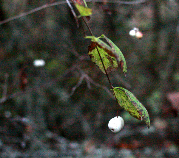 Snowberry (Symphoricarpos albus), a shrub with unique, white fruits.